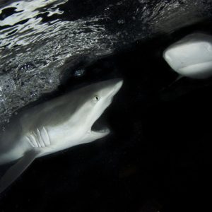 reef-sharks-night-dive-cairns