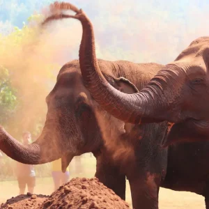 Visit the elephants on your Thailand experience