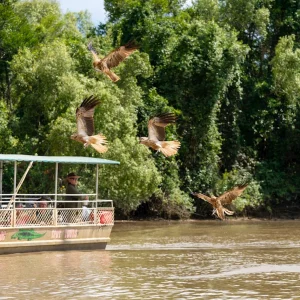 wildlife cruise Adelaide River Northern Territory