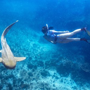 snorkeling-leopard-shark-uai-1707x1707