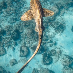 snorkellingbyronbayleopardshark-uai-1667x1667