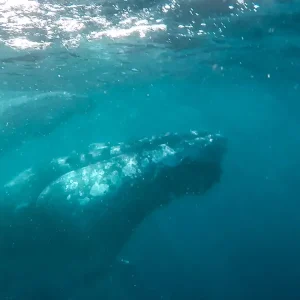 Dundee Adventure Travel | Swim with Humpback Whales ss1