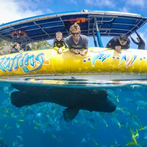 Tropical fish swimming at Hamilton Island reef site