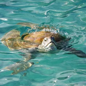 Seasonal encounters with turtles