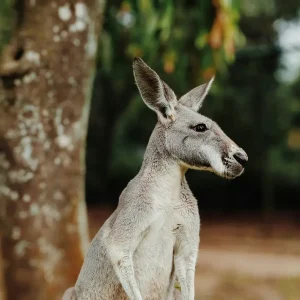 Dundee Adventure Travel | Croc Tours | Australia Zoo Day Trip from Brisbane valeriia-miller-3GXjHcQKmYs-unsplash