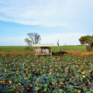 Boardwalk through wetlands Fogg Dam