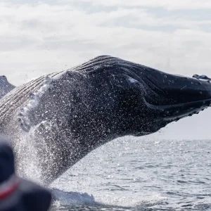 Dundee Adventure Travel | Wild Byron | Byron Bay Whale Watching Safari whale-watching-breach-1