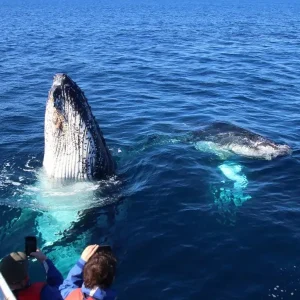 Dundee Adventure Travel | Wild Byron | Byron Bay Whale Watching Safari whale-watching-close-encounter-uai-2048x1024
