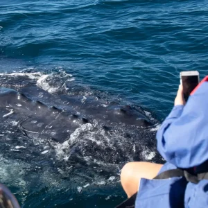 Dundee Adventure Travel | Wild Byron | Byron Bay Whale Watching Safari whale-watching-close-photo