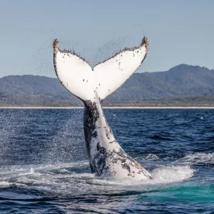 Dundee Adventure Travel | Wild Byron | Byron Bay Whale Watching Safari whale-watching-tail-slap