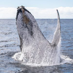 whale-watching-tour