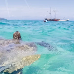 Whitsunday sailing turtle encounter