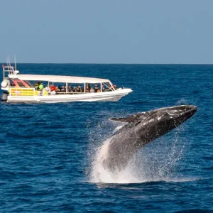 Dundee Adventure Travel | Swim with Humpback Whales wild-one-2